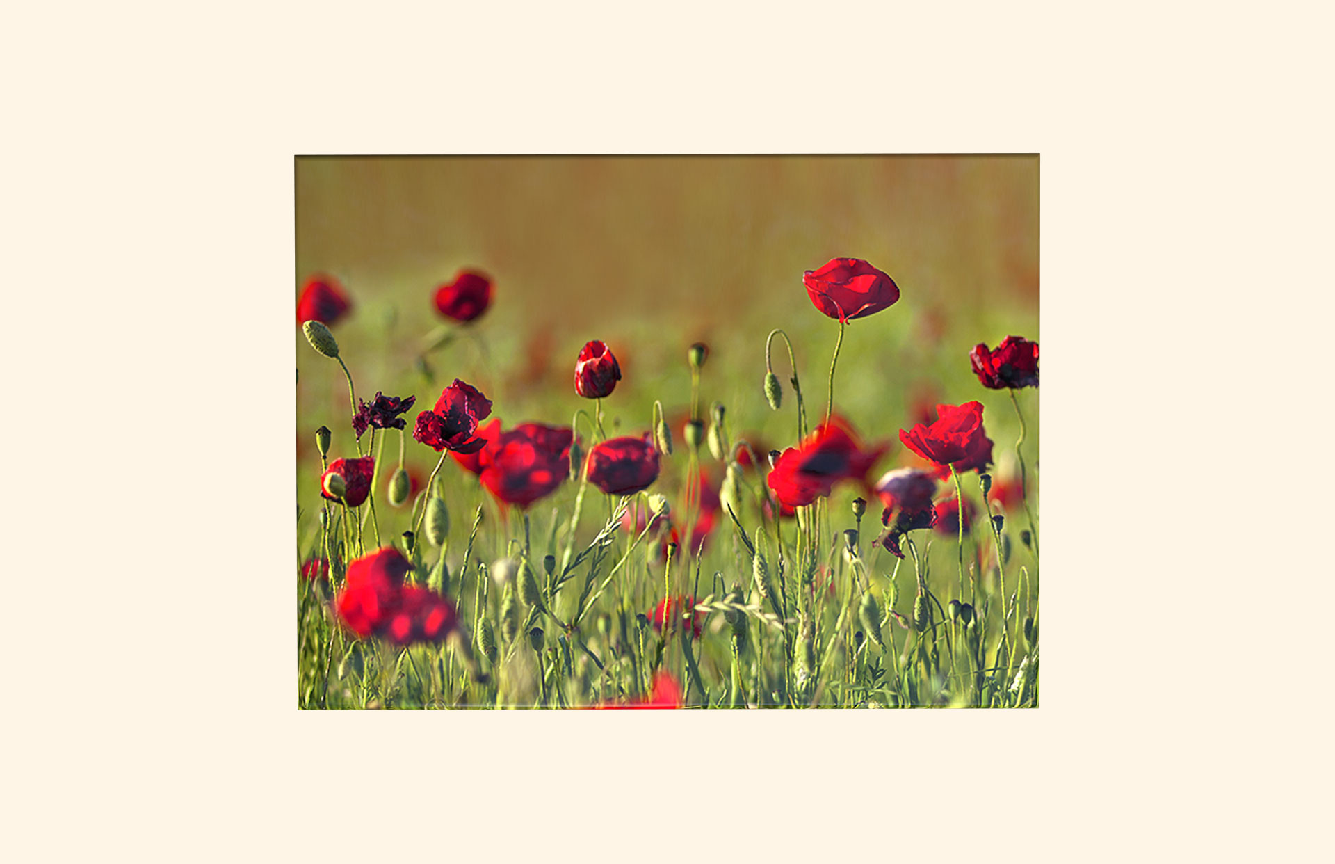 Forever England adult ashes casket top view