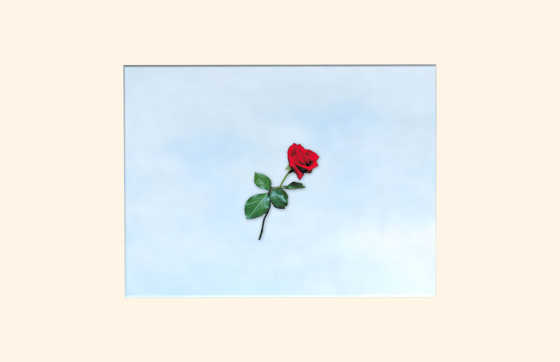 Swan Lake adult ashes casket top view