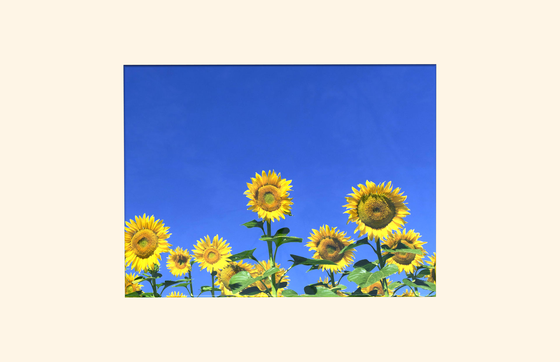 Sunflower Delight adult ashes casket top view