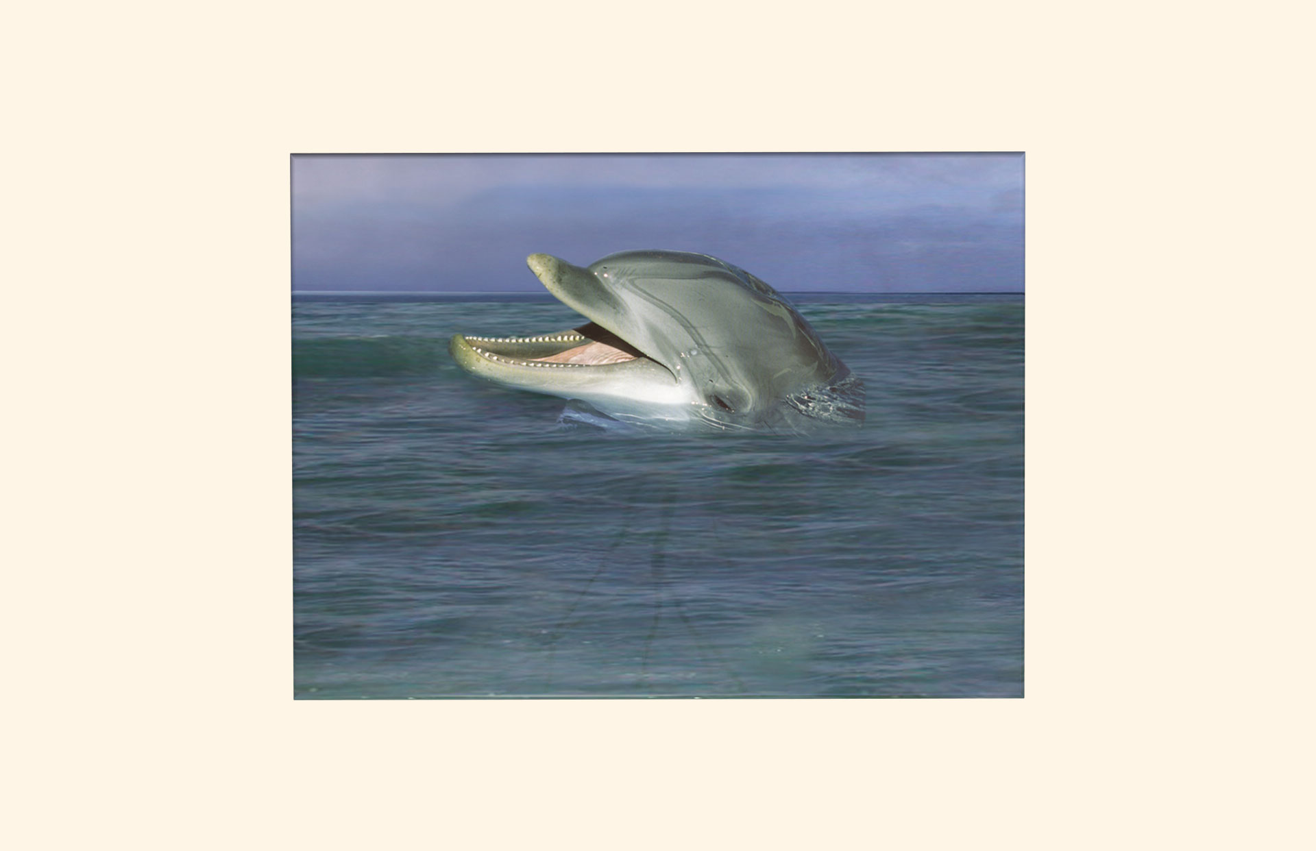 Dolphins adult ashes casket top view