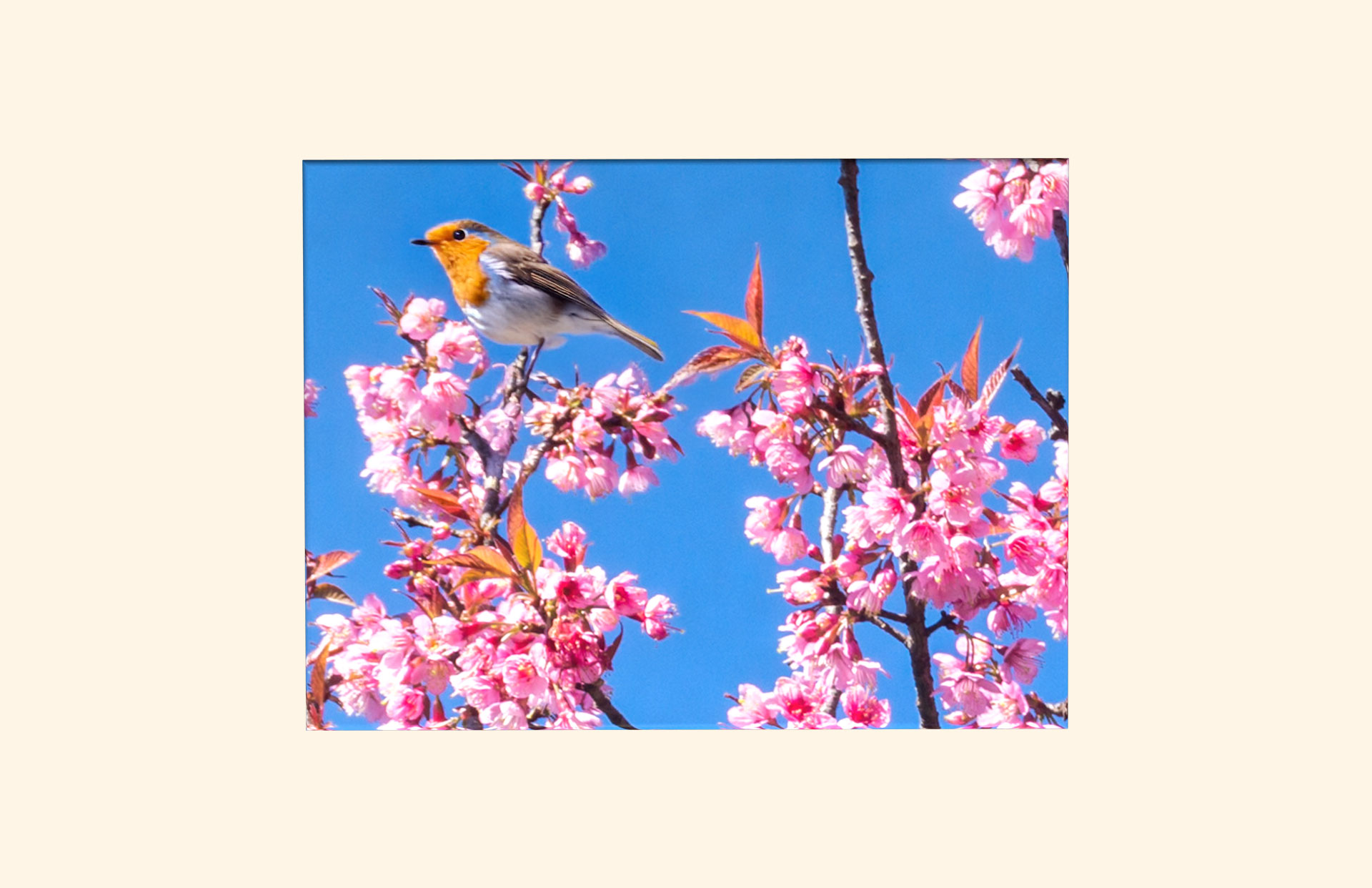 Robin Redbreast adult ashes casket top view