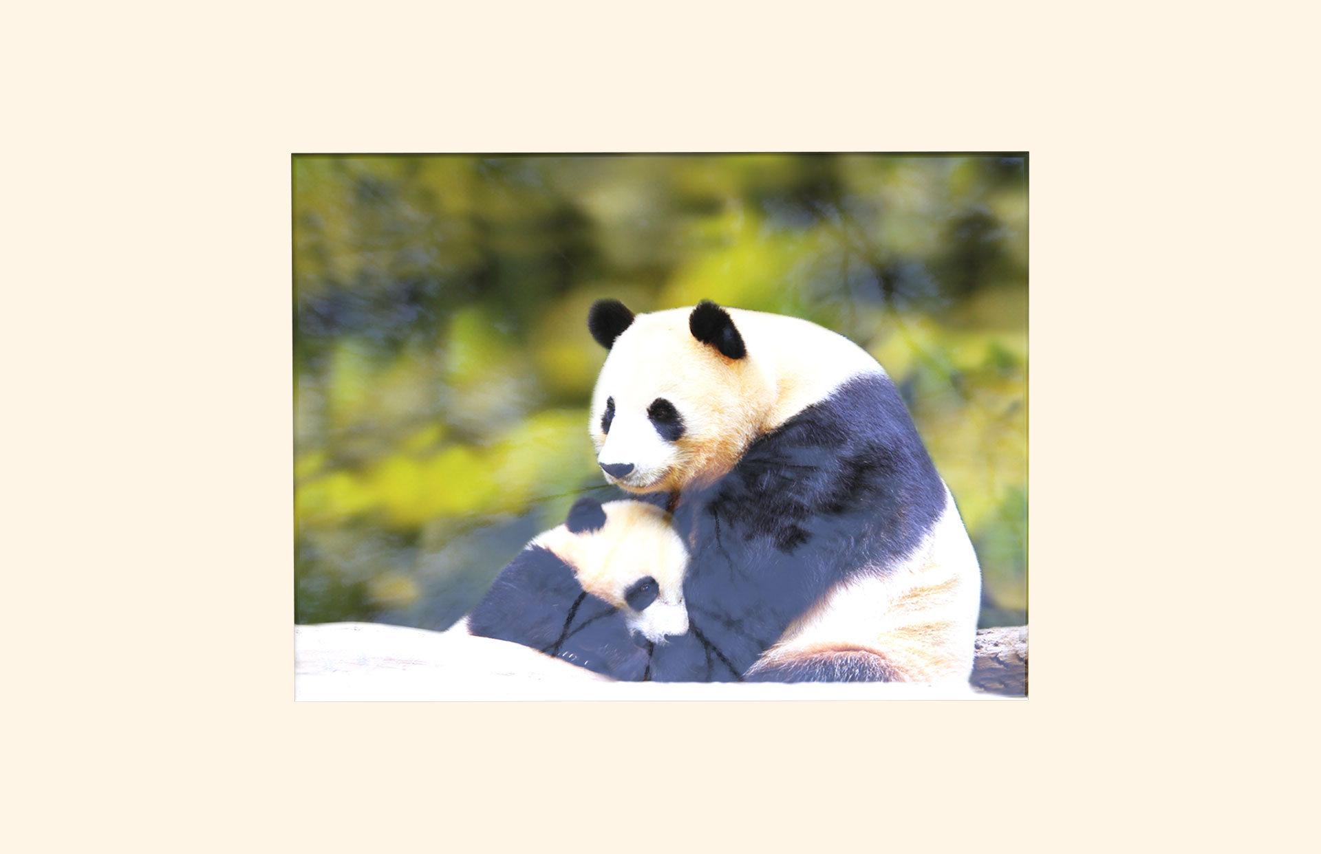 Panda Love adult ashes casket top view