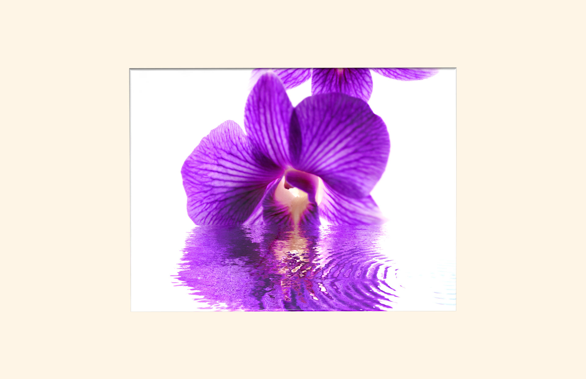 Dream in Purple adult ashes casket top view