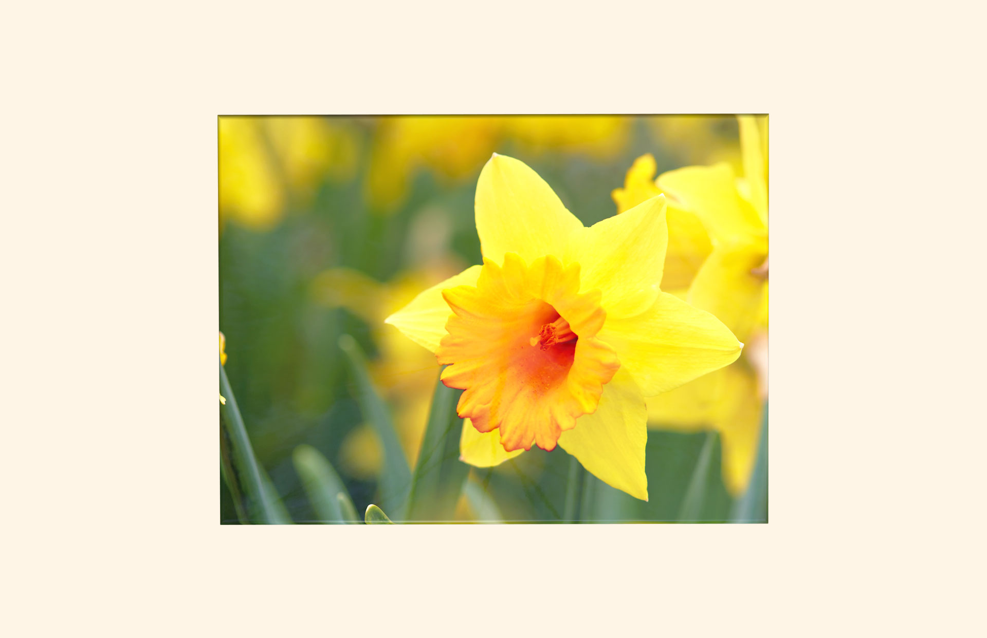 Floral Romance adult ashes casket top view