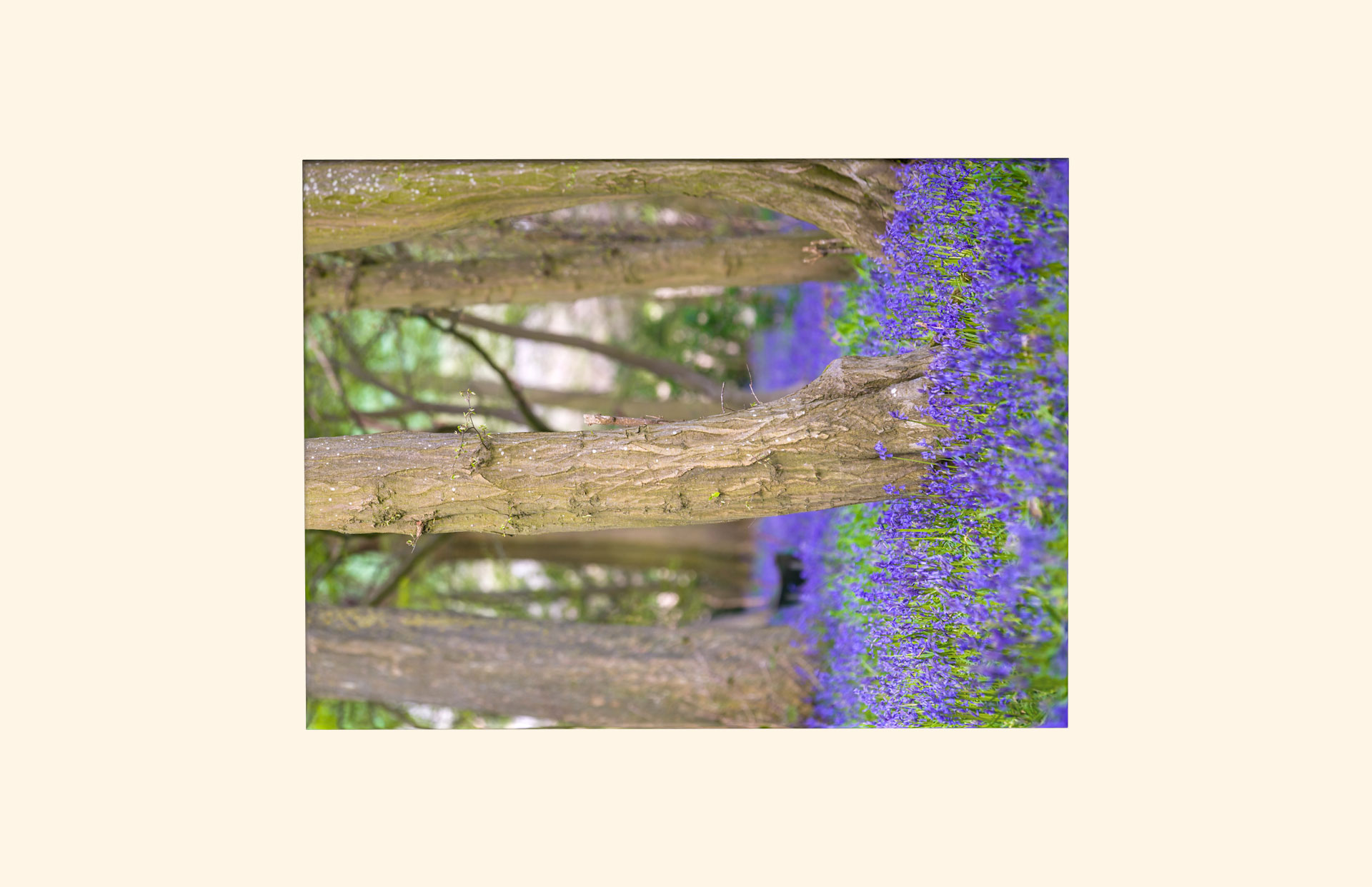 Hertfordshire Woods adult ashes casket top view
