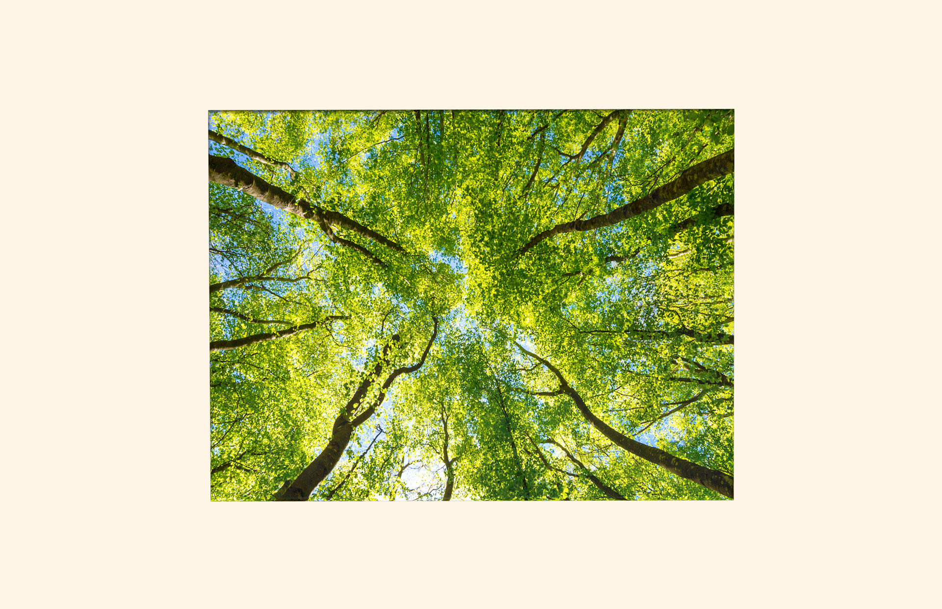 The Stroll adult ashes casket top view