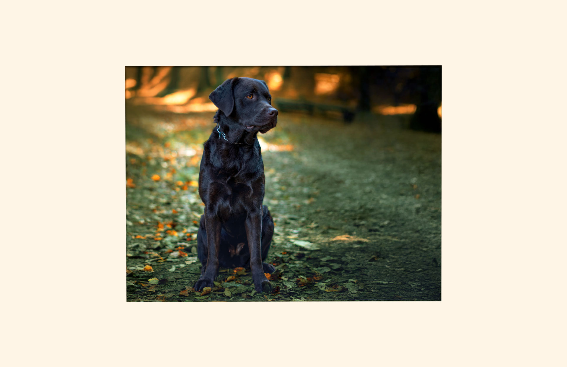 Mischievous adult ashes casket top view