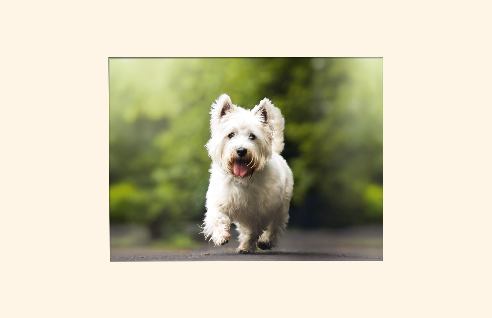 Highland Walks adult ashes casket top view