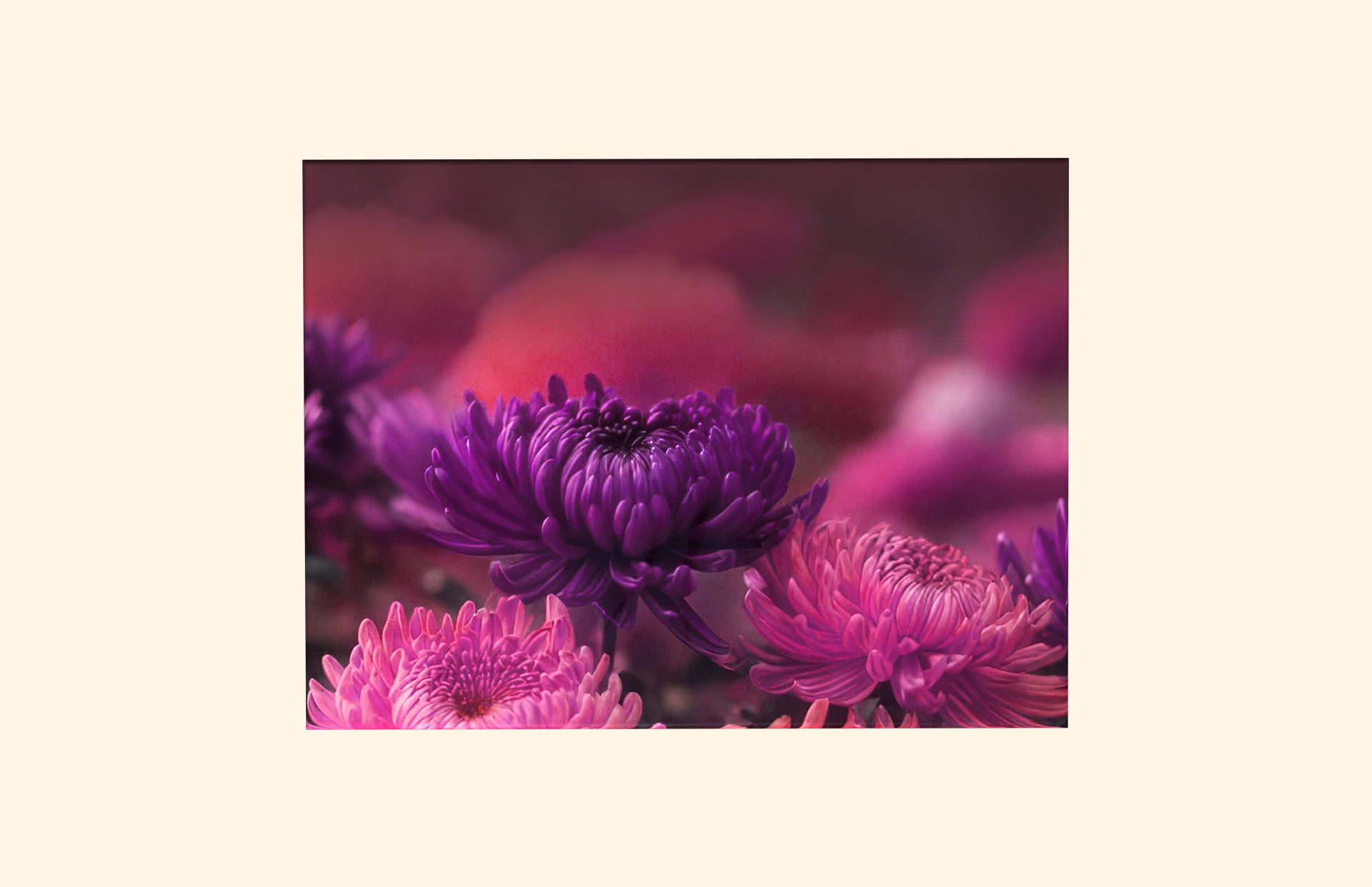 Chrysanthemum adult ashes casket top view
