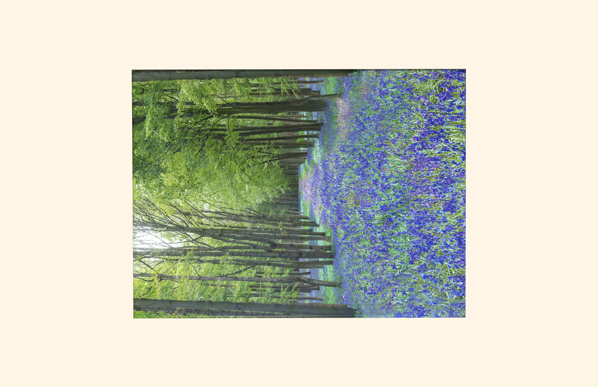 Bluebell Wood adult ashes casket top view