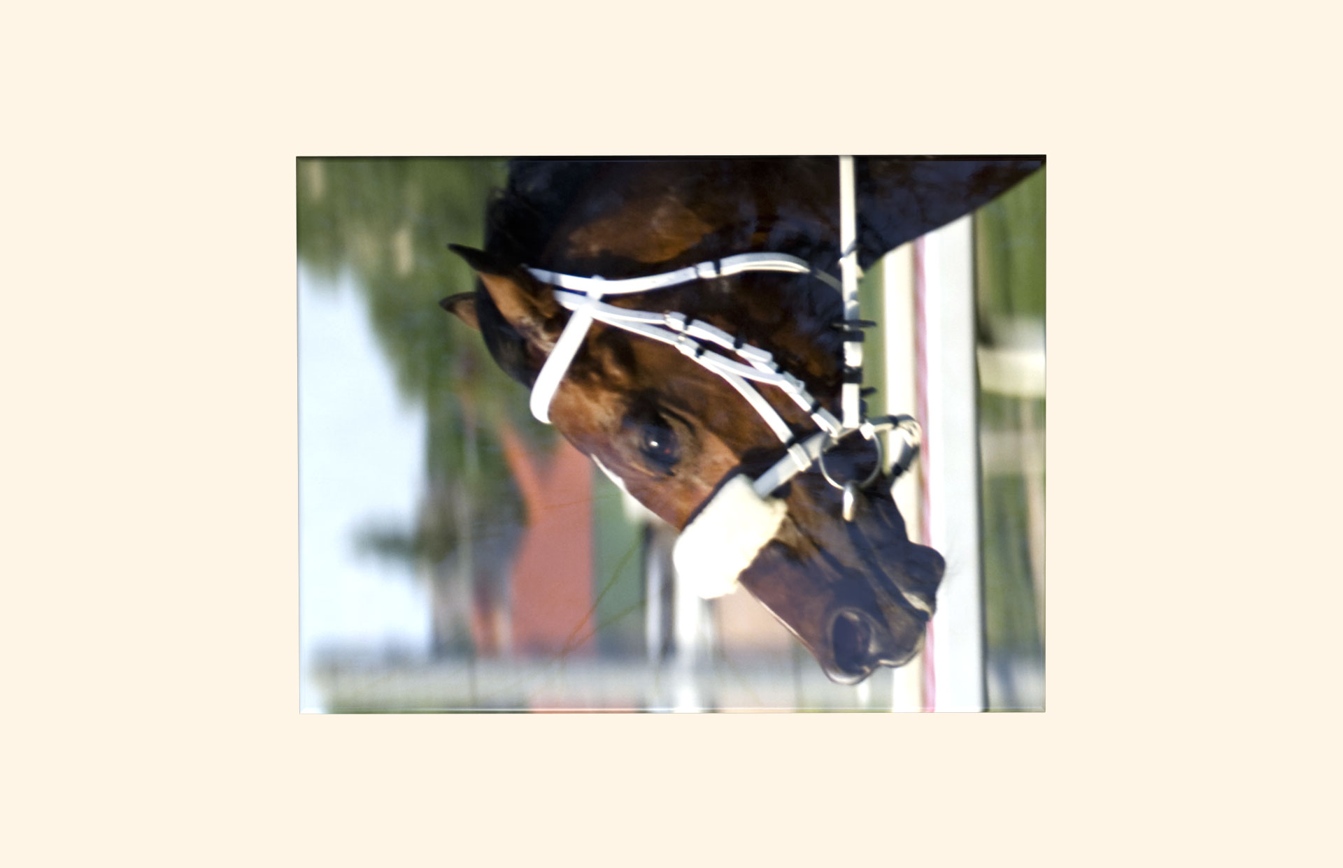 The Winner adult ashes casket top view