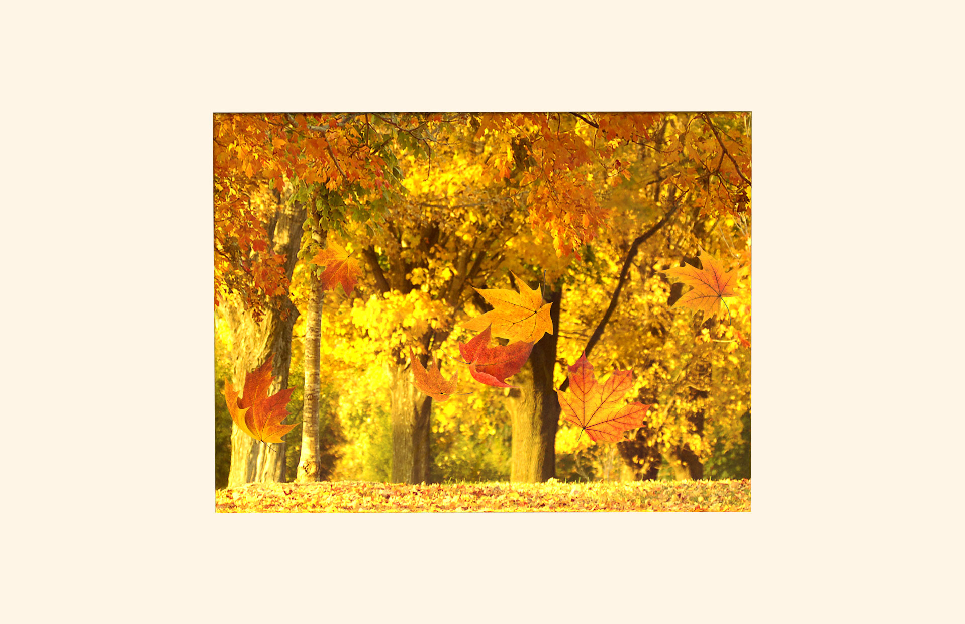 Golden Leaves adult ashes casket top view