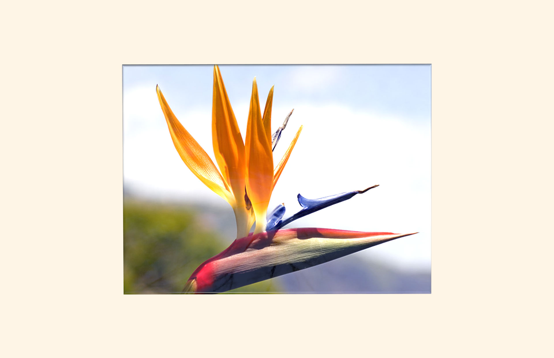 Bird of Paradise adult ashes casket top view