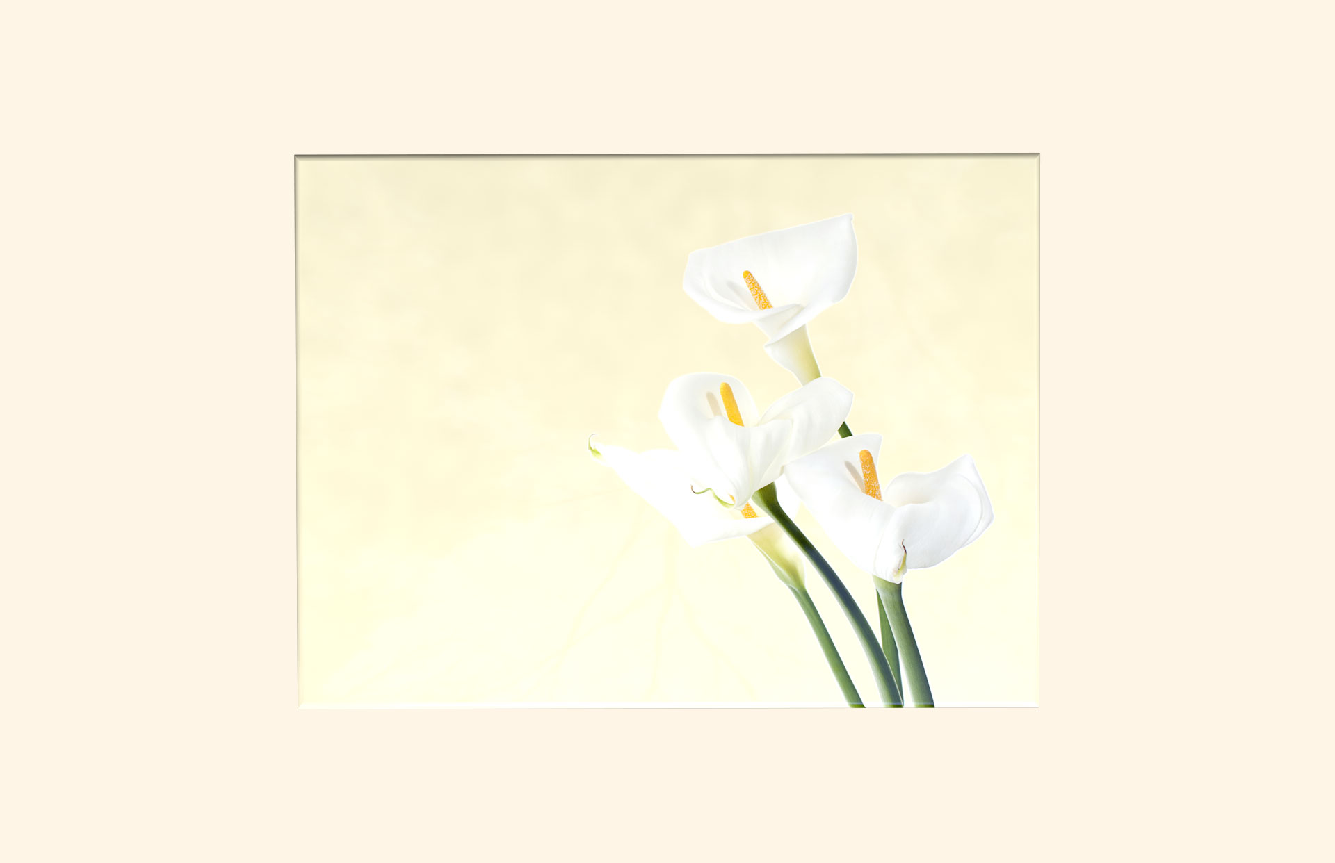 Simple Lily adult ashes casket top view