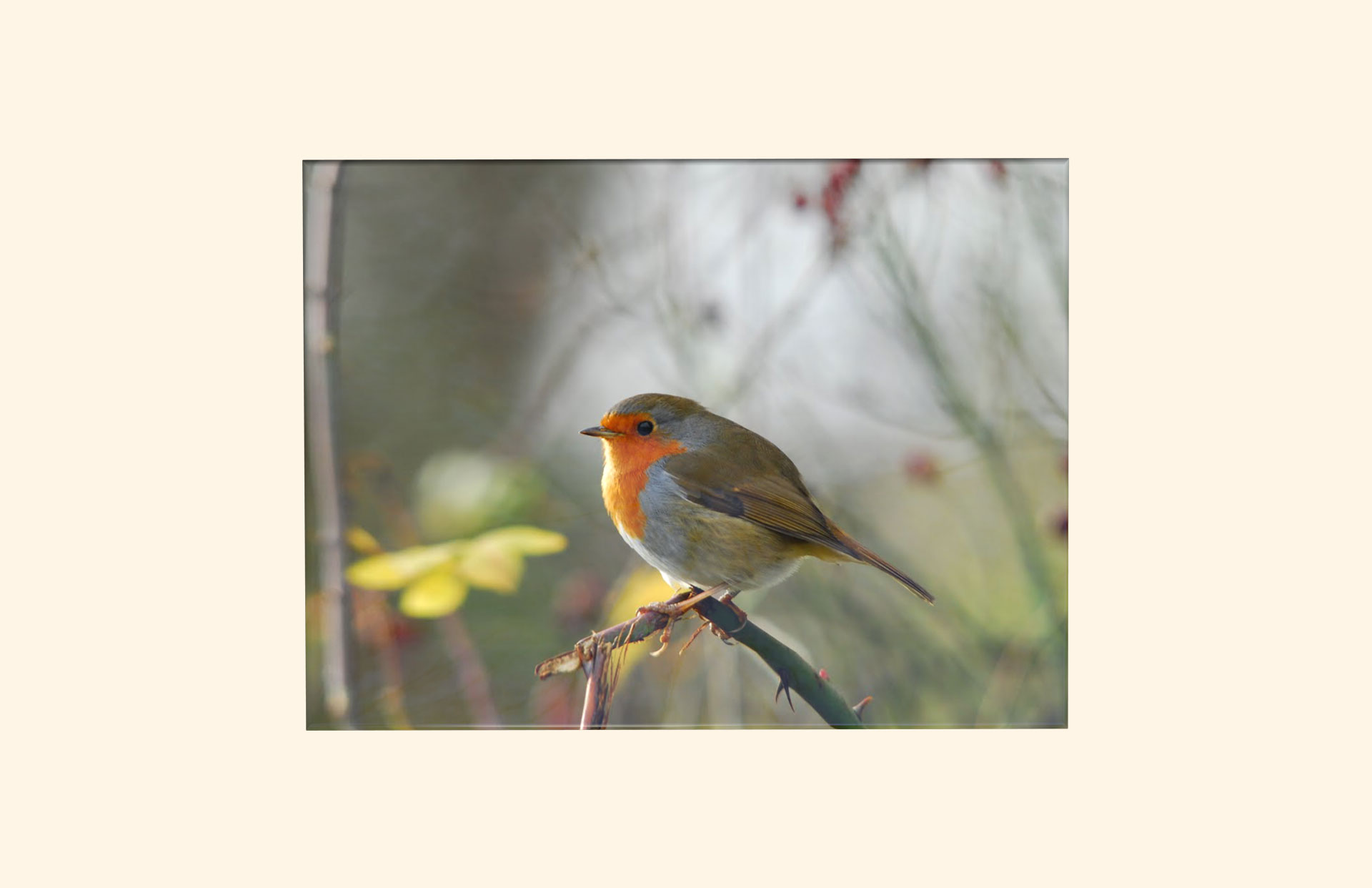 Snowy Robin adult ashes casket top view