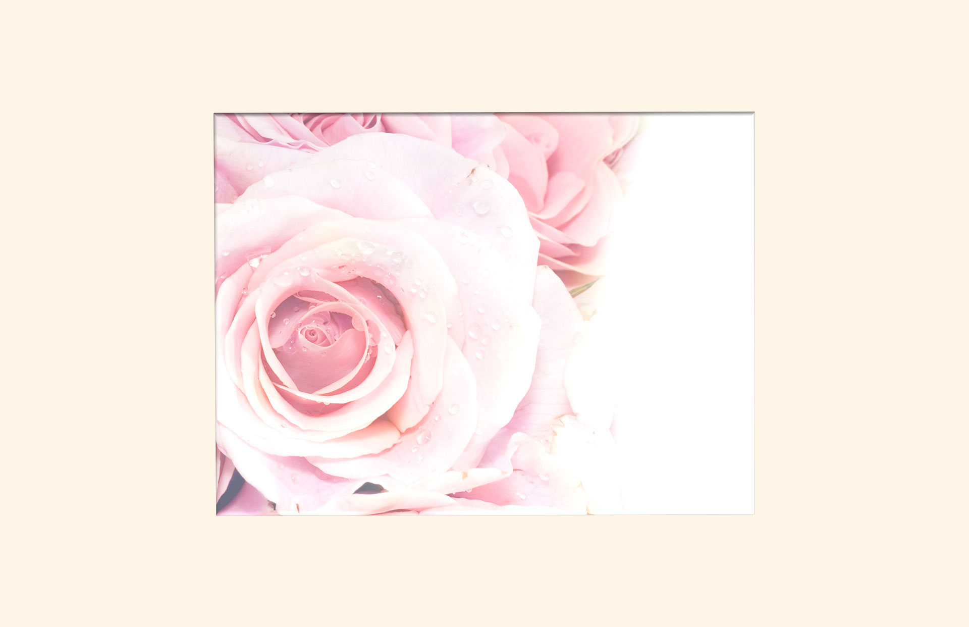 Blushing Rose adult ashes casket top view