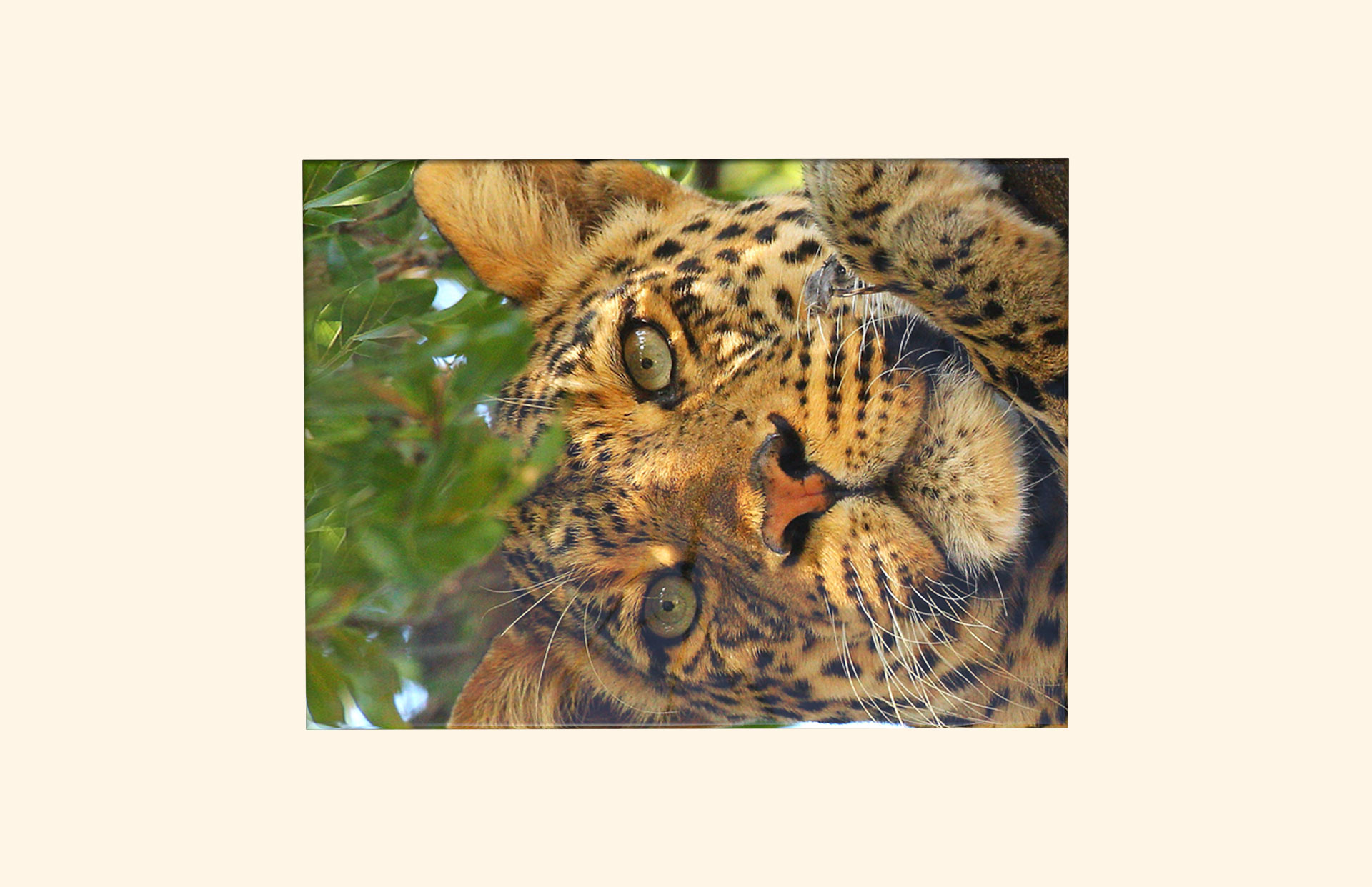 The Leopard adult ashes casket top view