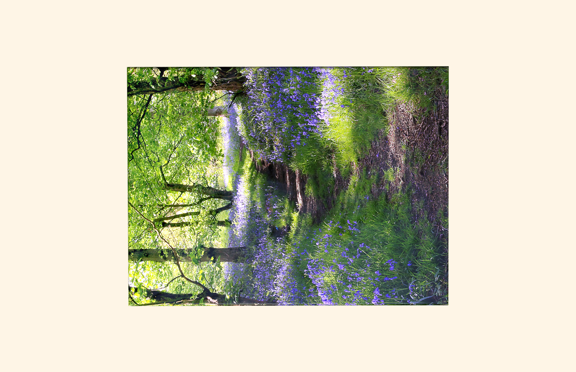 Bluebell Blanket adult ashes casket top view