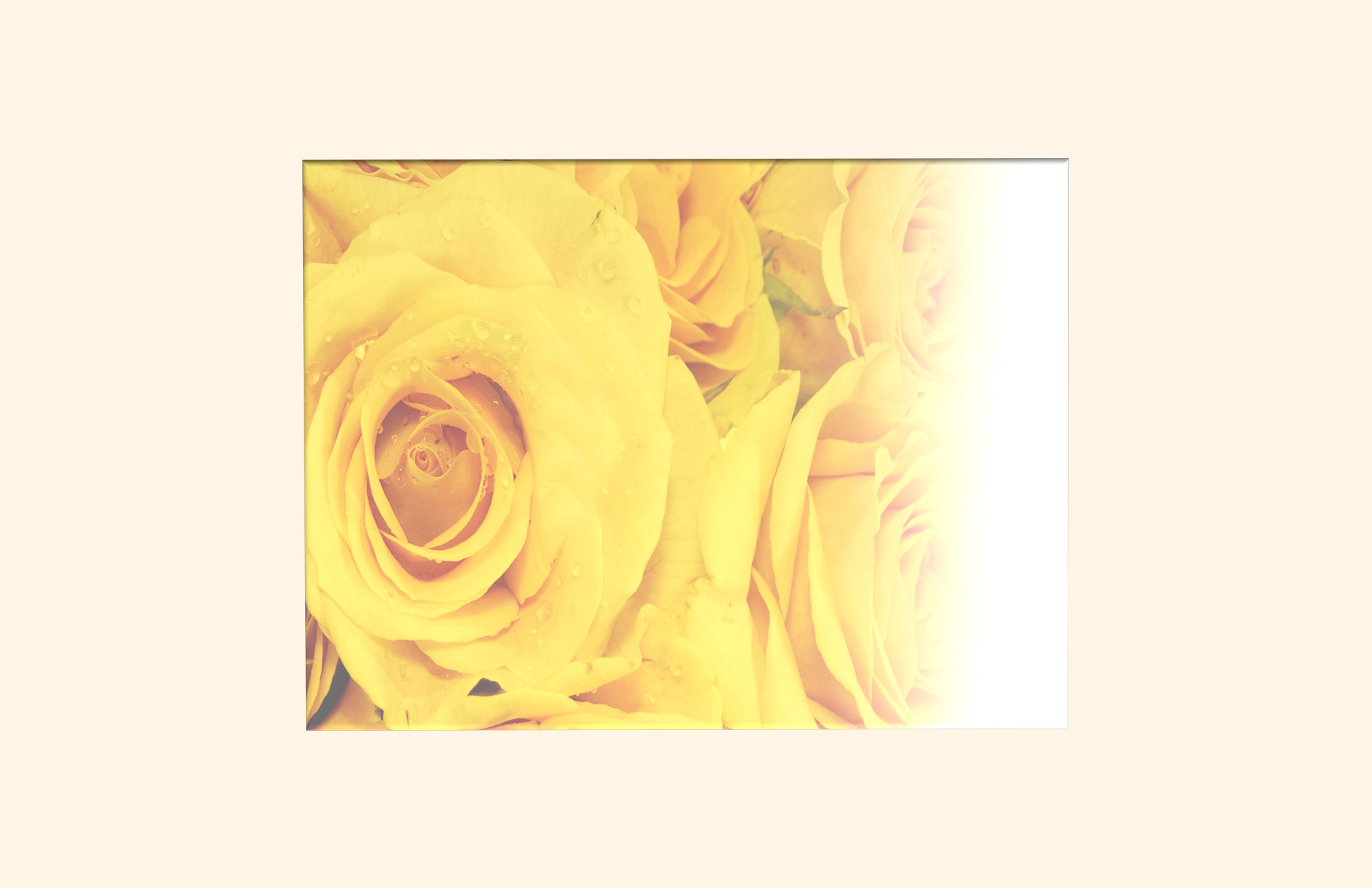 Blushing Rose Yellow adult ashes casket top view