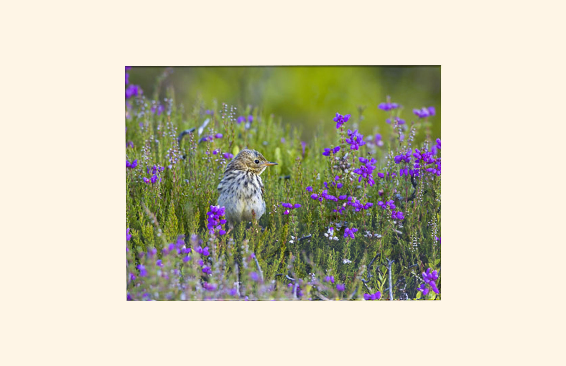 Scottish Heather adult ashes casket top view
