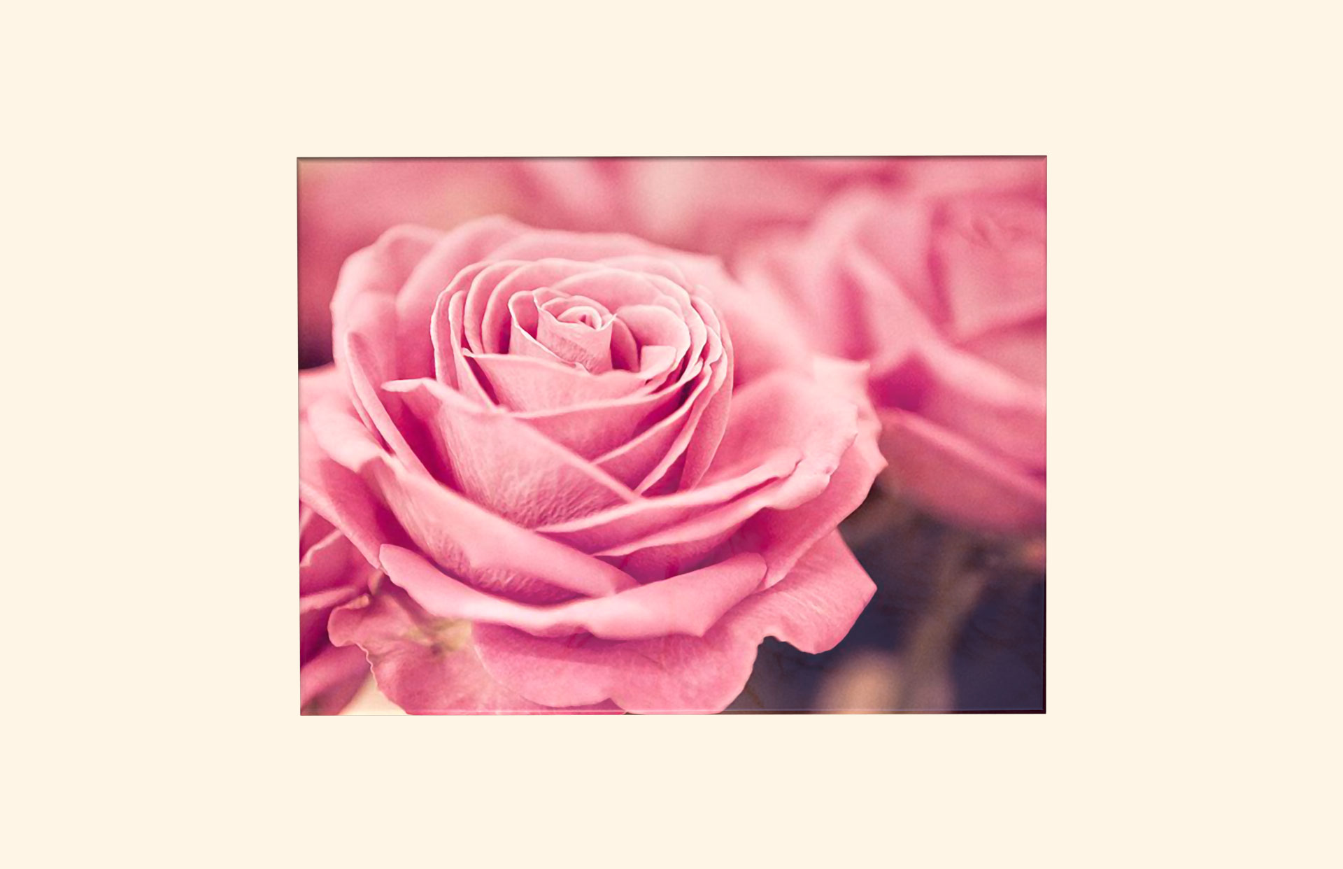 English Rose adult ashes casket top view